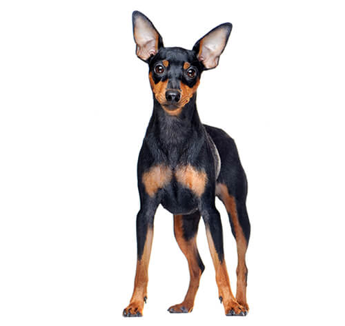 Pinscher terrier cheap